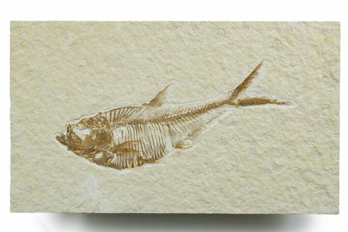 Detailed Fossil Fish (Diplomystus) - Wyoming #349618